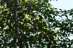 Glaucidium siju