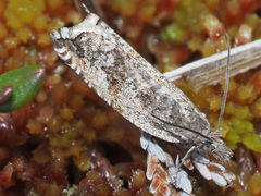 Ancylis unguicella