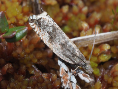 Ancylis unguicella