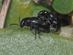 Neocrepidodera nigritula