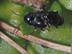 Neocrepidodera nigritula