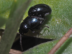 Neocrepidodera nigritula