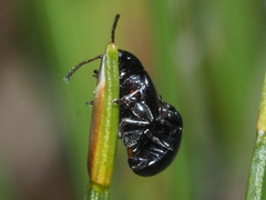Neocrepidodera nigritula