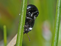 Neocrepidodera nigritula