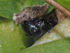 Neocrepidodera nigritula