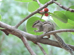 Funambulus pennantii