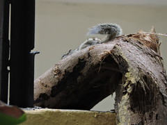 Funambulus pennantii