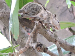 Funambulus pennantii