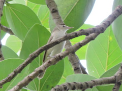 Acrocephalus dumetorum
