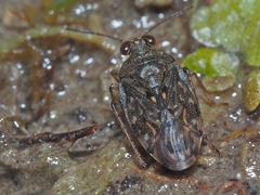 Saldula saltatoria