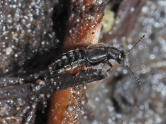 Thinodromus