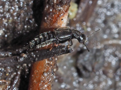 Thinodromus