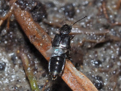 Thinodromus