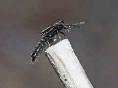 Thinodromus
