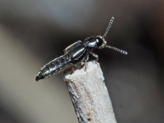 Thinodromus