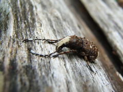 Platystomos albinus