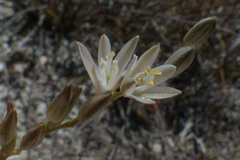 Ornithogalum thunbergii