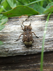 Platystomos albinus