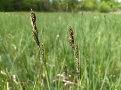 Carex hartmanii