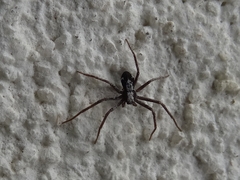 Pulchellodromus pulchellus