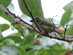 Psilopogon haemacephalus