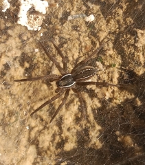Diapontia