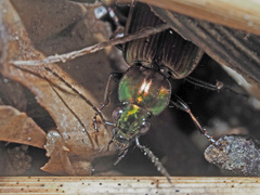 Agonum marginatum