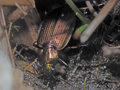 Agonum marginatum
