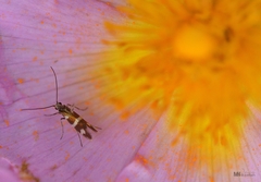 Micropterix