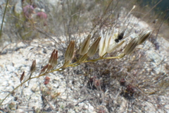 Ornithogalum thunbergii