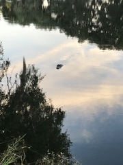 Alligator mississippiensis