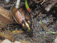 Agonum marginatum