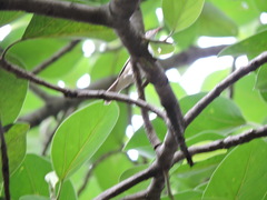 Acrocephalus dumetorum