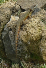 Pseudocordylus subviridis