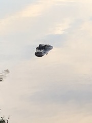 Alligator mississippiensis