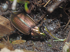 Agonum marginatum