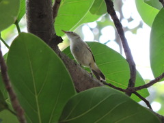 Acrocephalus dumetorum
