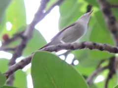 Acrocephalus dumetorum