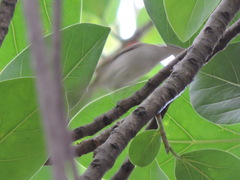 Acrocephalus dumetorum
