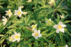 Anemonoides uralensis