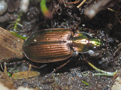Agonum marginatum