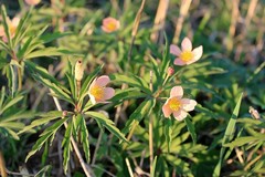 Anemonoides uralensis