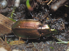 Agonum marginatum