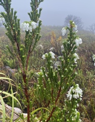 Erica physodes