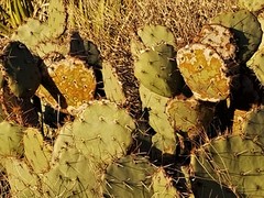 Opuntia dulcis