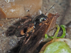 Bembidion articulatum