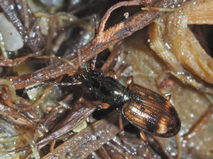 Bembidion articulatum