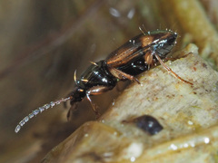 Bembidion articulatum