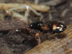 Bembidion articulatum