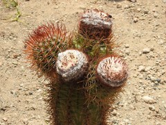 Melocactus harlowii